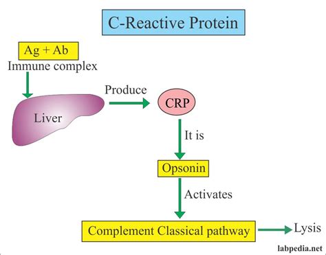C Reactive Protein Crp High Sensitivity Crp Hs Crp