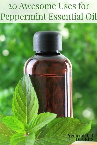 20 Awesome Uses For Peppermint Essential Oil In 2022 Peppermint Oil