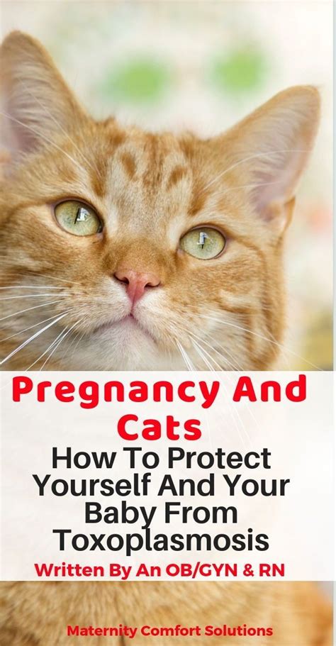 Toxoplasmosis In Cats And Pregnancy