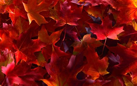 Red Maple Leaves Leaves Plants Fall Colorful Hd Wallpaper