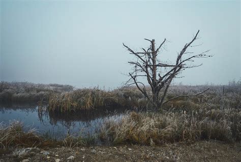 Free Images Landscape Tree Nature Grass Marsh Wilderness