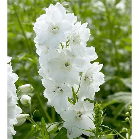 Delphinium Guardian White White Flower Farm