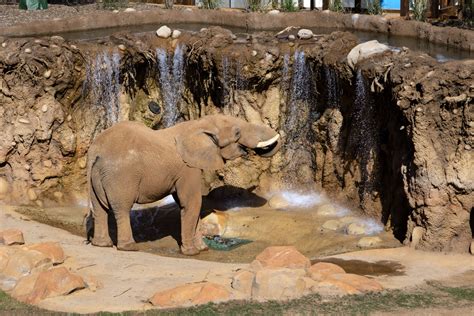 Zoo Atlanta To Reopen May 16 2020 Zoo Atlanta