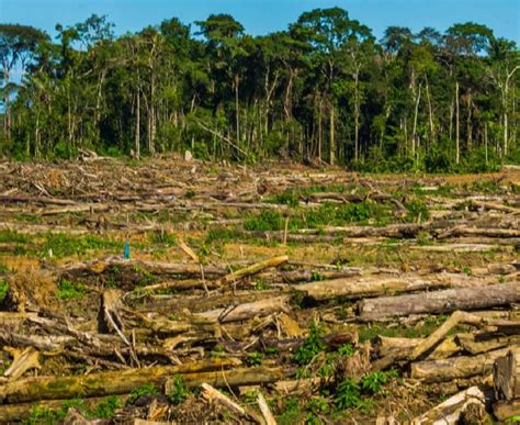 Científicos Denuncian Altos índices De Deforestación En La Amazonía