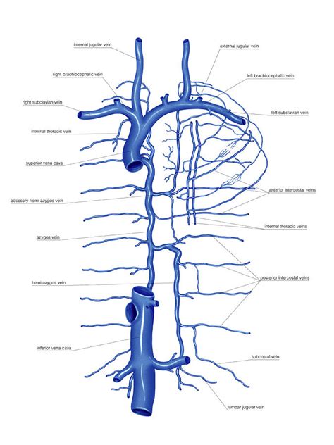 Anatomy Of Venous System