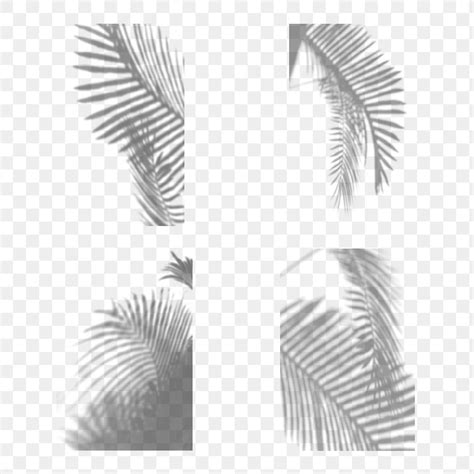 Collection Of Palm Leaves Shadow Premium Png Rawpixel