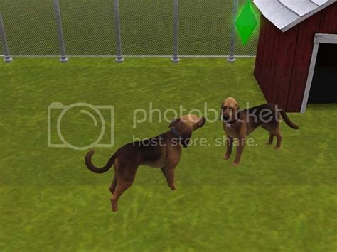 Sims Kennel Club Skc Open Now — The Sims Forums
