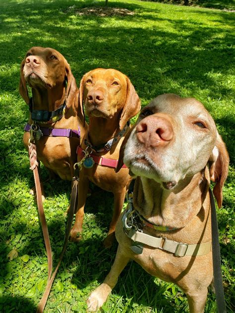 Critter Sitters of Lexington Inc. - Pet Sitting, Dog Walking