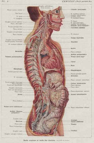 Keep reading to learn more about the organs of the body, the various organ systems, and some. Anatomy Tongue | whereapy