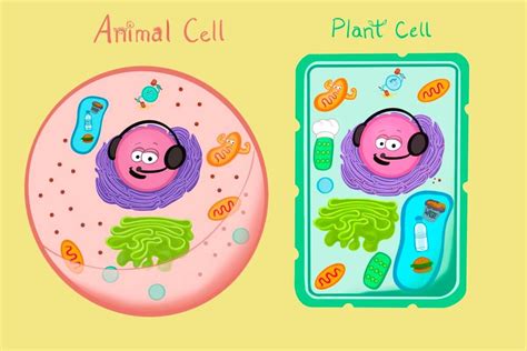 Animal Cell Diagram For Kids