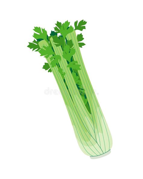 Celery Stock Illustrations 12506 Celery Stock Illustrations Vectors