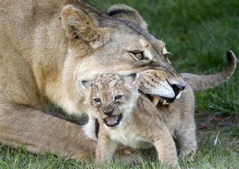 Animal Mothers And Babies21 Amazing Pictures From Animal Kingdom Show