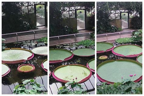Mesmerizing Time Lapse Video Shows Growth Of Worlds Biggest Water Lily