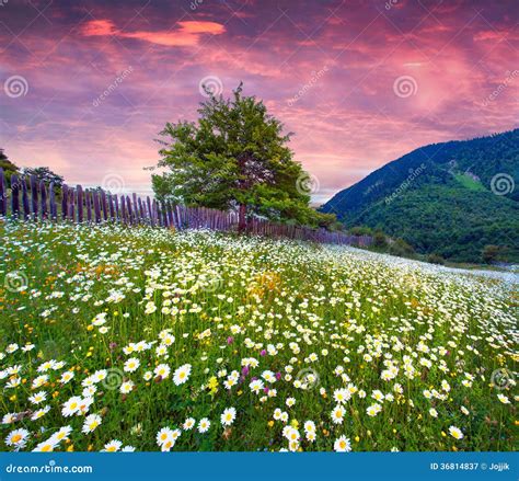 Field Of Daisies Blooming In Mountains In Summer Stock Image Image Of