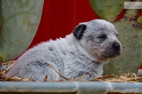 Blue heeler puppies for sale in dallas texas. Australian Cattle Dog/Blue Heeler puppy for sale near ...