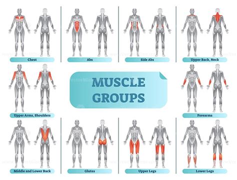 Female Muscle Groups Anatomical Fitness Vector Illustration Sports