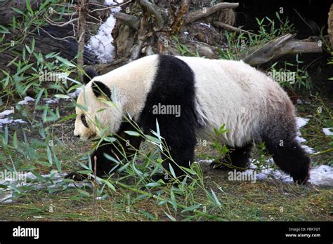 Giant Panda Bear Walking In Vienna Zoo Austria Stock Photo Alamy