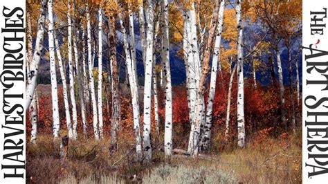 How To Paint With Acrylic Harvest Birch Trees Youtube Painting