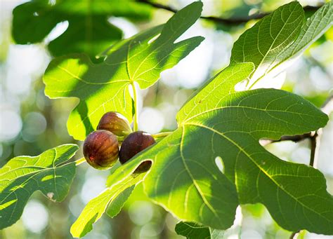 Types Of Fig Trees