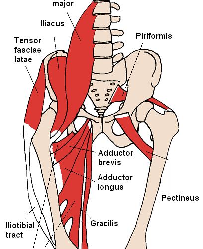 The abdominal muscles the abdominal muscles are the main bridge between the pelvis and the rib cage besides the lower spine. The Ultimate Guide To Fixing Swimmers Posture
