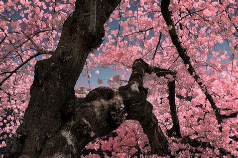 Japanese Cherry Blossom Tree Photograph By Cindy Archbell Fine Art