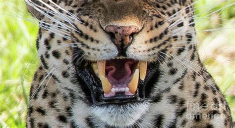 Leopard Teeth Photograph By Bryan Pereira Fine Art America