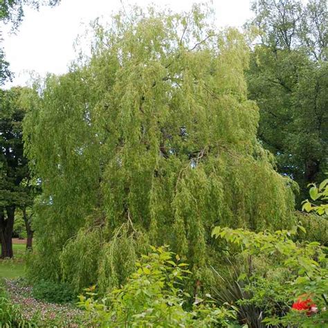 Salix Sepulcralis Chrysocoma Golden Weeping Willow