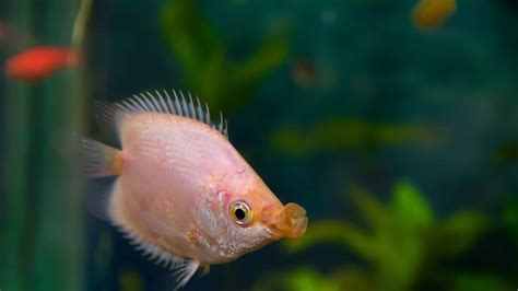 Kissing Gourami Fish Facts Helostoma Temminckii A Z Animals