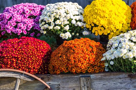 Time For Fall Flowers 3 Quart Mums Are Just 4 At Lowes Dwym