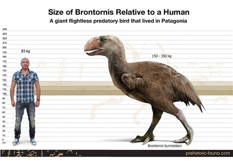 Size Comparison Of The Terror Bird Brontornis To A Human B