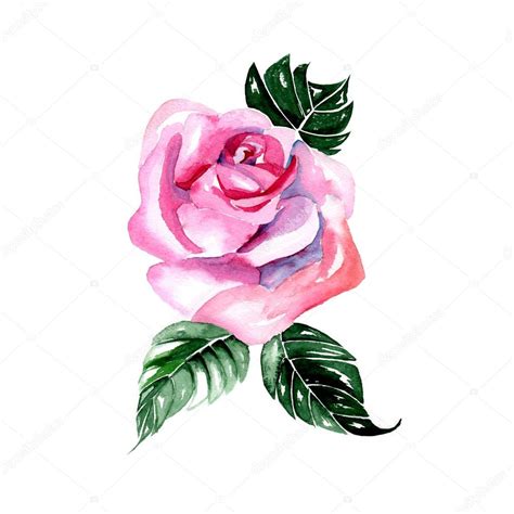 Watercolor Flowers Pink Rose Vector Illustration Premium Vector In