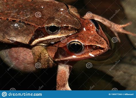Mating Wood Frogs Floating In A Forest Pond Stock Photo Image Of Male