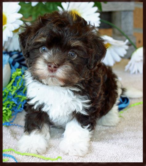 These miniature labradoodle puppies are a designer breed & are a cross between a labrador retriever & a miniature poodle. Havanese Puppies, Havanese Breeder, Puppy breeder in ...