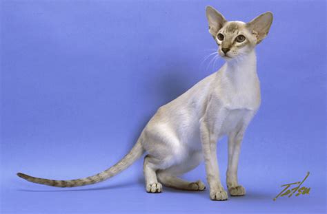 Famous for its elongated head, tall ears, and slender legs, the oriental shorthair cat's signature looks may seem extreme compared to other feline breeds. These are my current cats being shown and/or bred