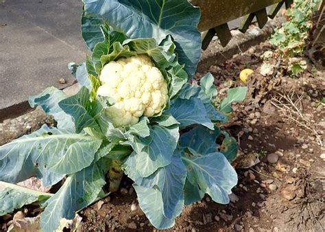 My First Time Growing Cauliflower Who Knew It Would Be So Beautiful