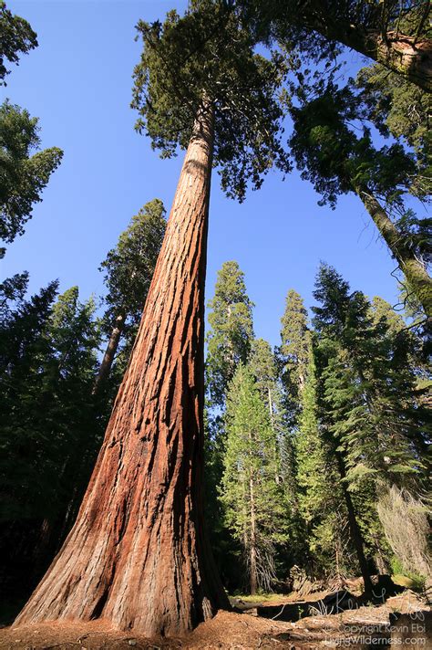 Giant Sequoia Trees Yosemite National Park California Living