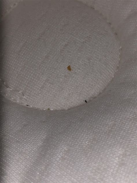 What Do Bed Bug Droppings Look Like