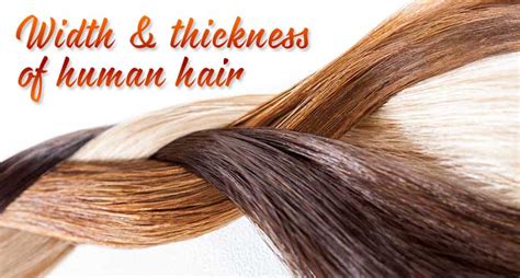 Thickness Of Human Hair In M Carey Heller