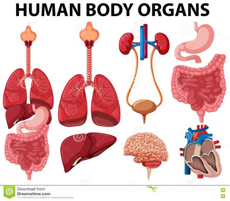 Diverso Tipo De órganos Del Cuerpo Humano Ilustración Del Vector