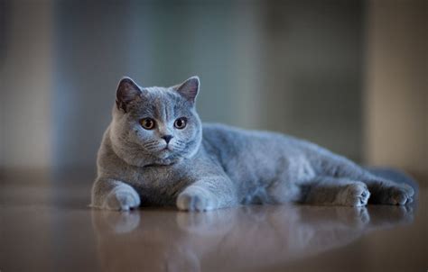British Shorthair Wallpapers Top Free British Shorthair Backgrounds