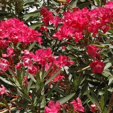 Олеандр обыкновенный Hardy Red Nerium Oleander Hardy Red
