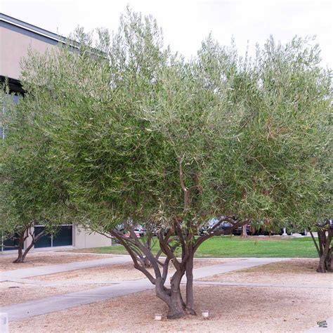 Fruitless Olive Multi Trunk — Green Acres Nursery And Supply