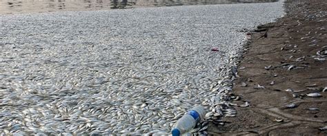 Thousands Of Dead Fish Wash Up Along Tianjin Shores After