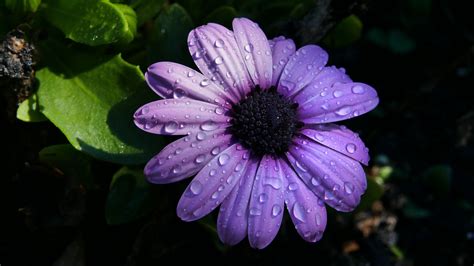 Wallpaper Id 3693 Flower Purple Daisy Petals 4k Free Download