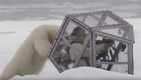 Terrifying Video Shows Polar Bear Attempting To Break Through Glass To