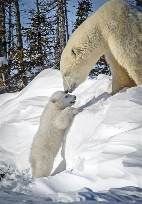 Polar Bear And Cubs Emerge From Their Den Polar Bear