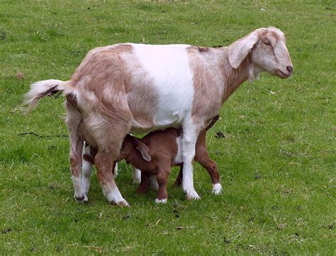 Anglo Nubian Goats Oklahoma State University