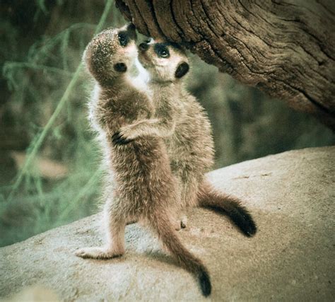 Baby Meerkats Hugging Simple Insomnia Flickr