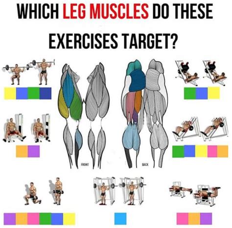 Leg Workout Muscle Chart