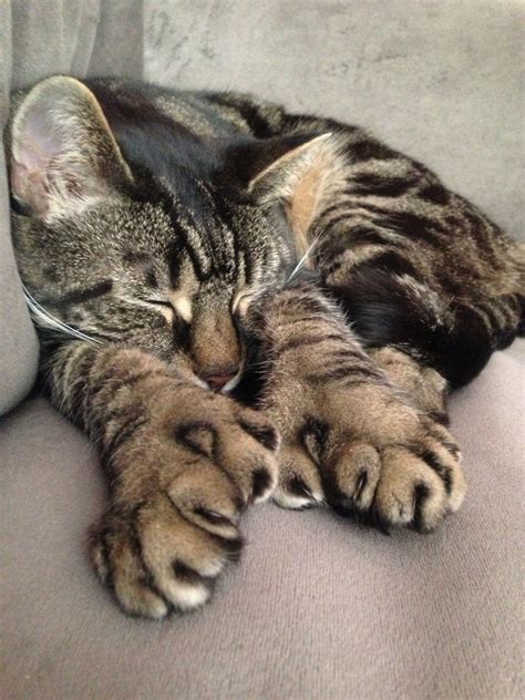 Polydactyl Cat Showing The Extra Toes On Its Feet Ooooh Yeaaaaa